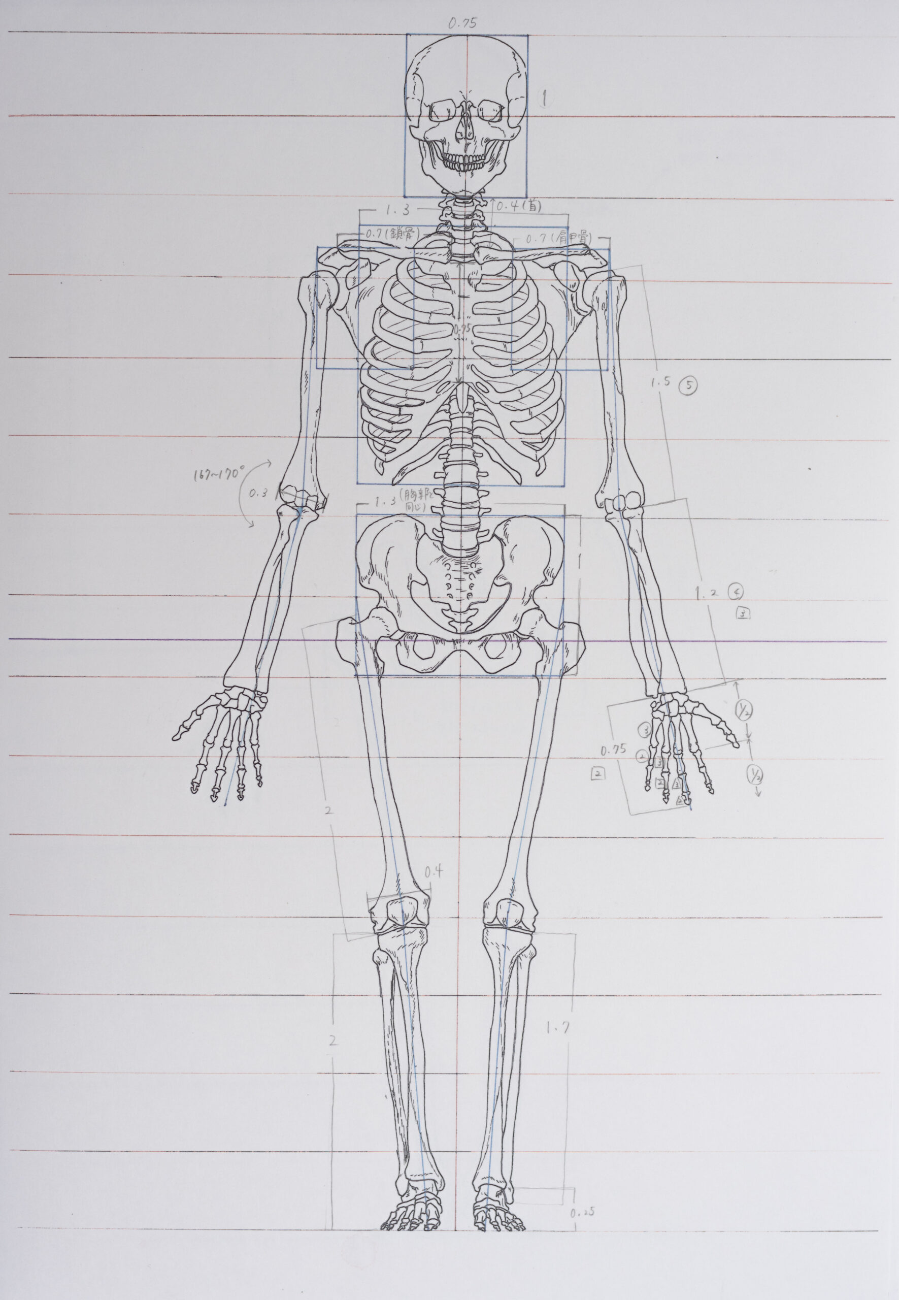 Anatomical Drawing – Students Work