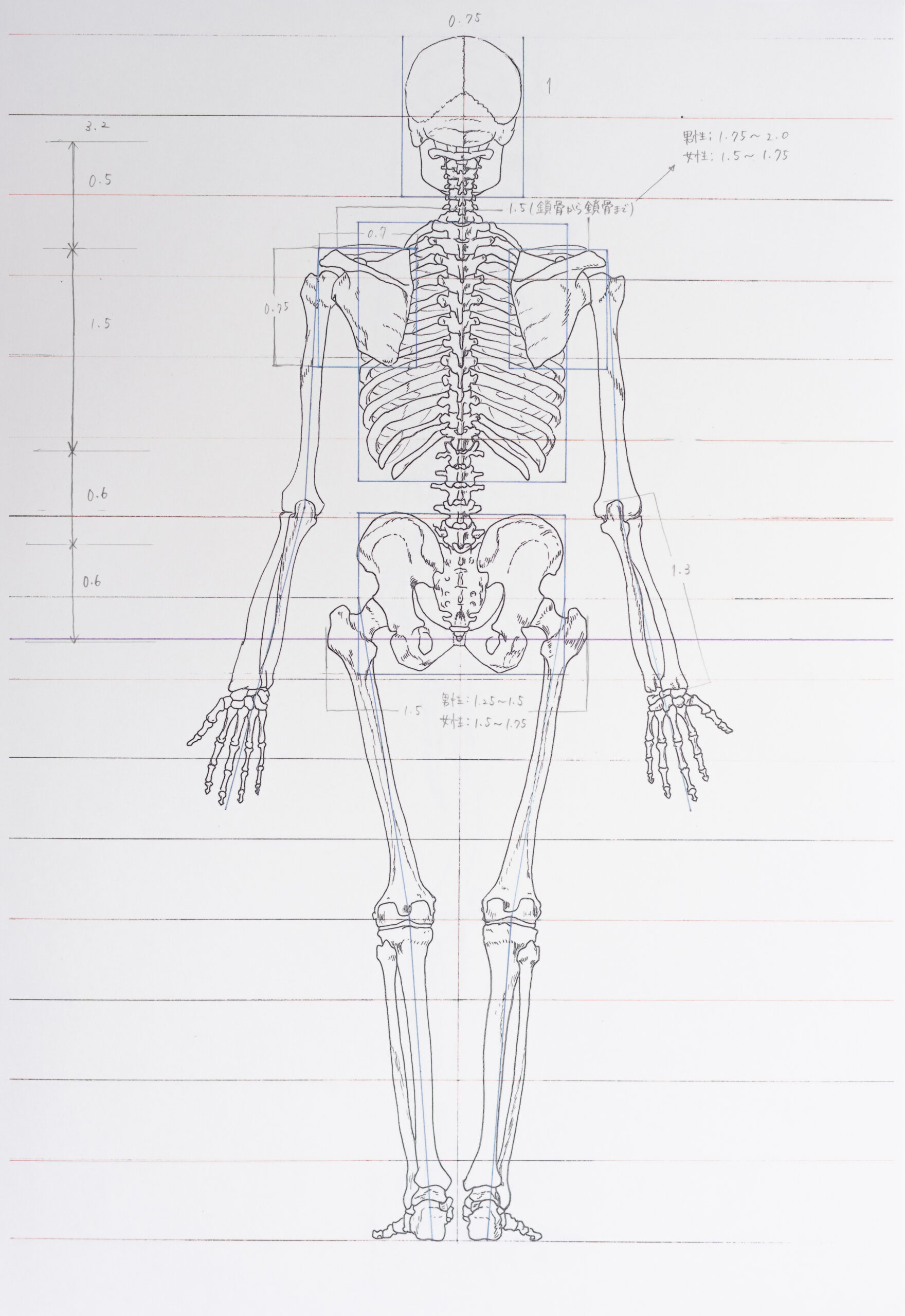 Anatomical Drawing – Students Work