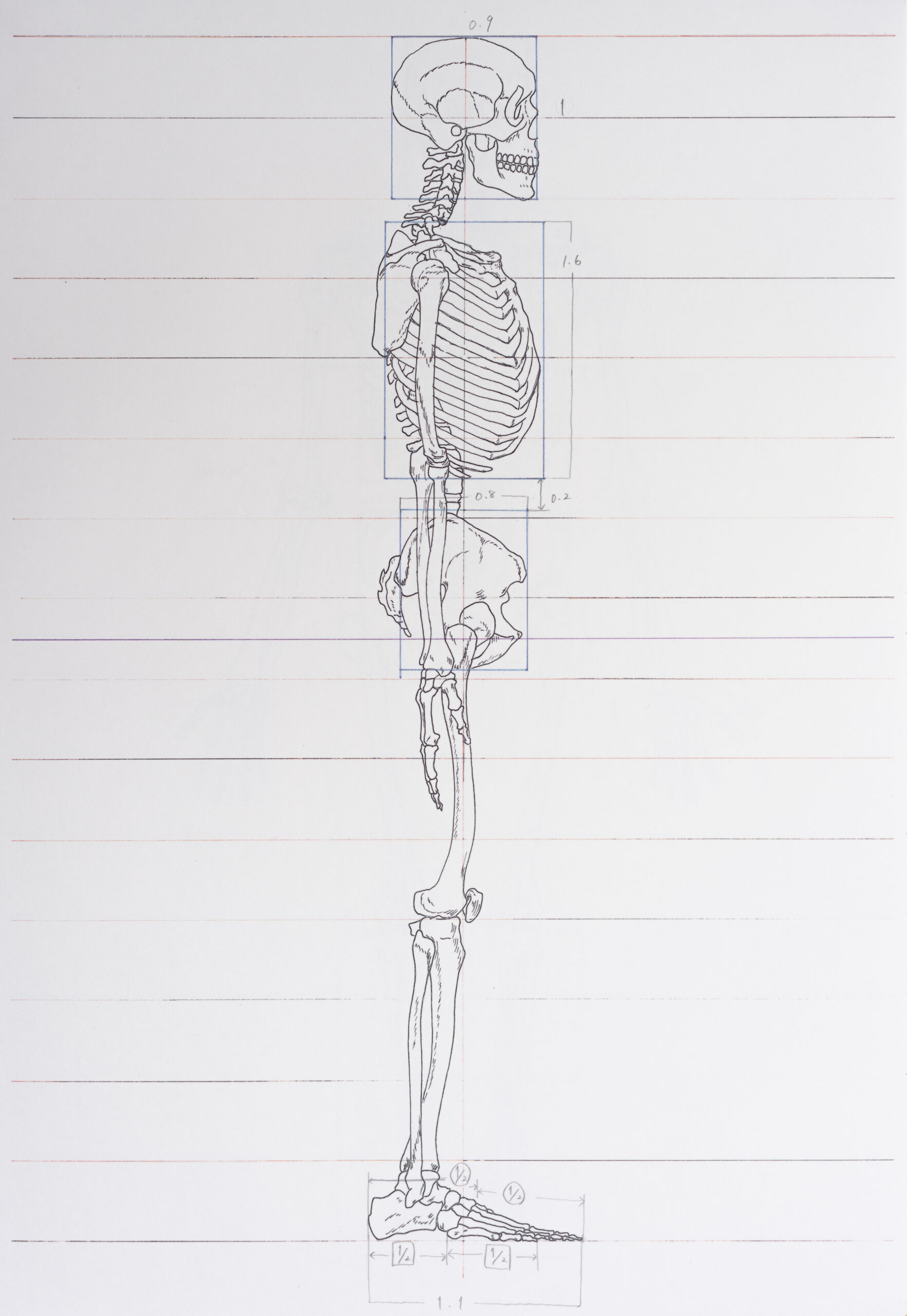 Anatomical Drawing – Students Work
