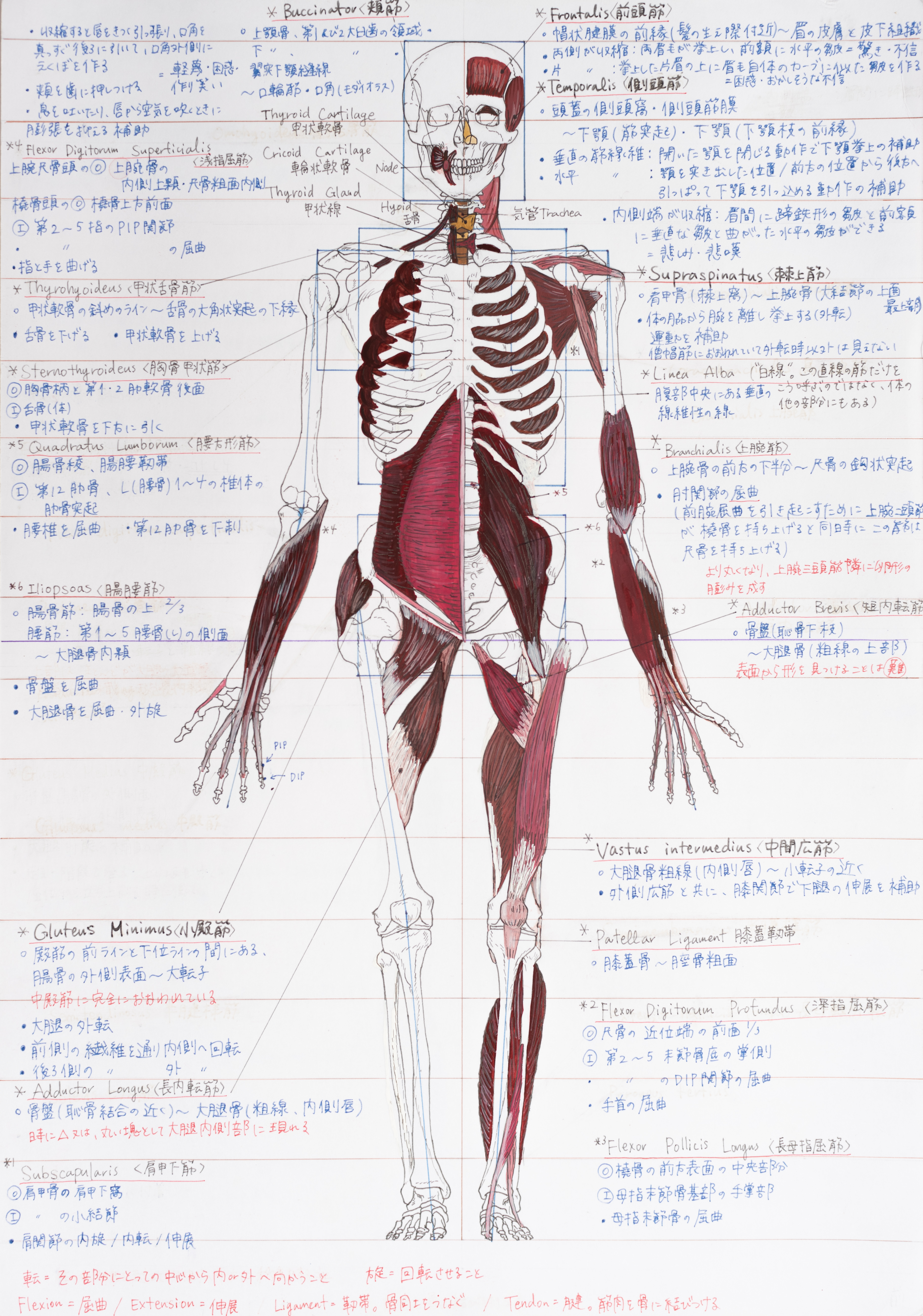 Anatomical Drawing – Students Work