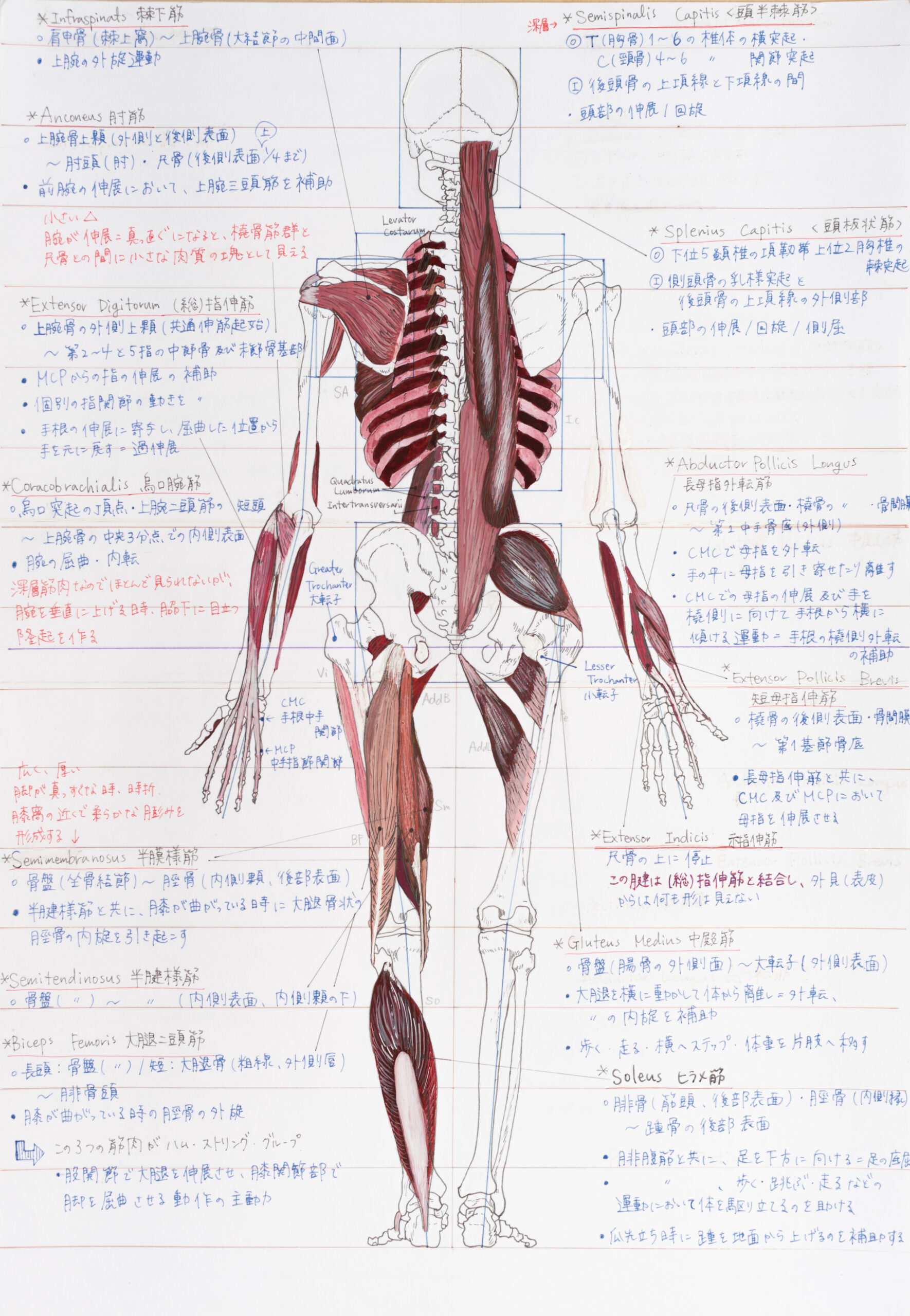 Anatomical Drawing – Students Work