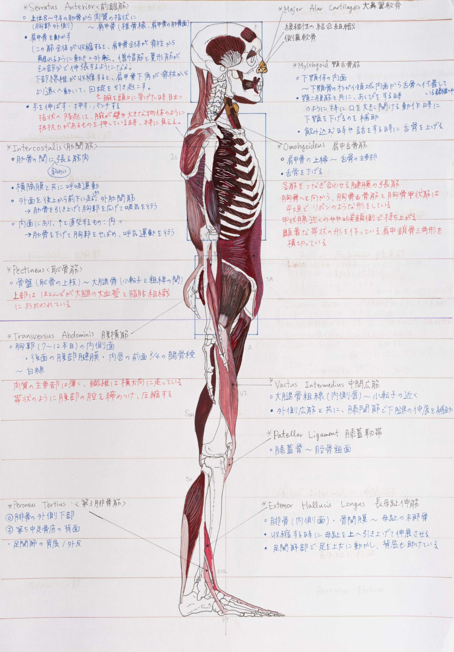 Anatomical Drawing – Students Work