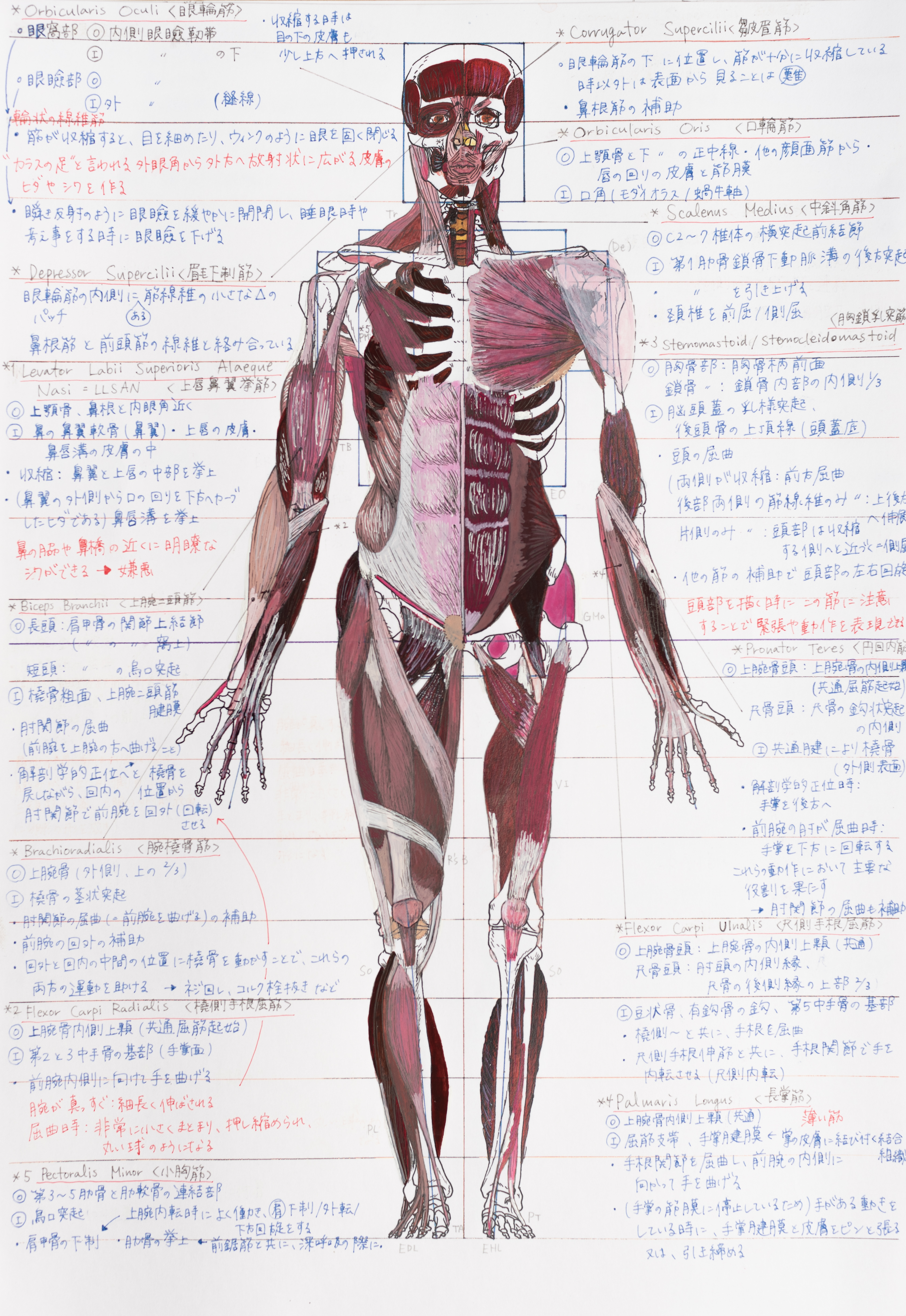 Anatomical Drawing – Students Work