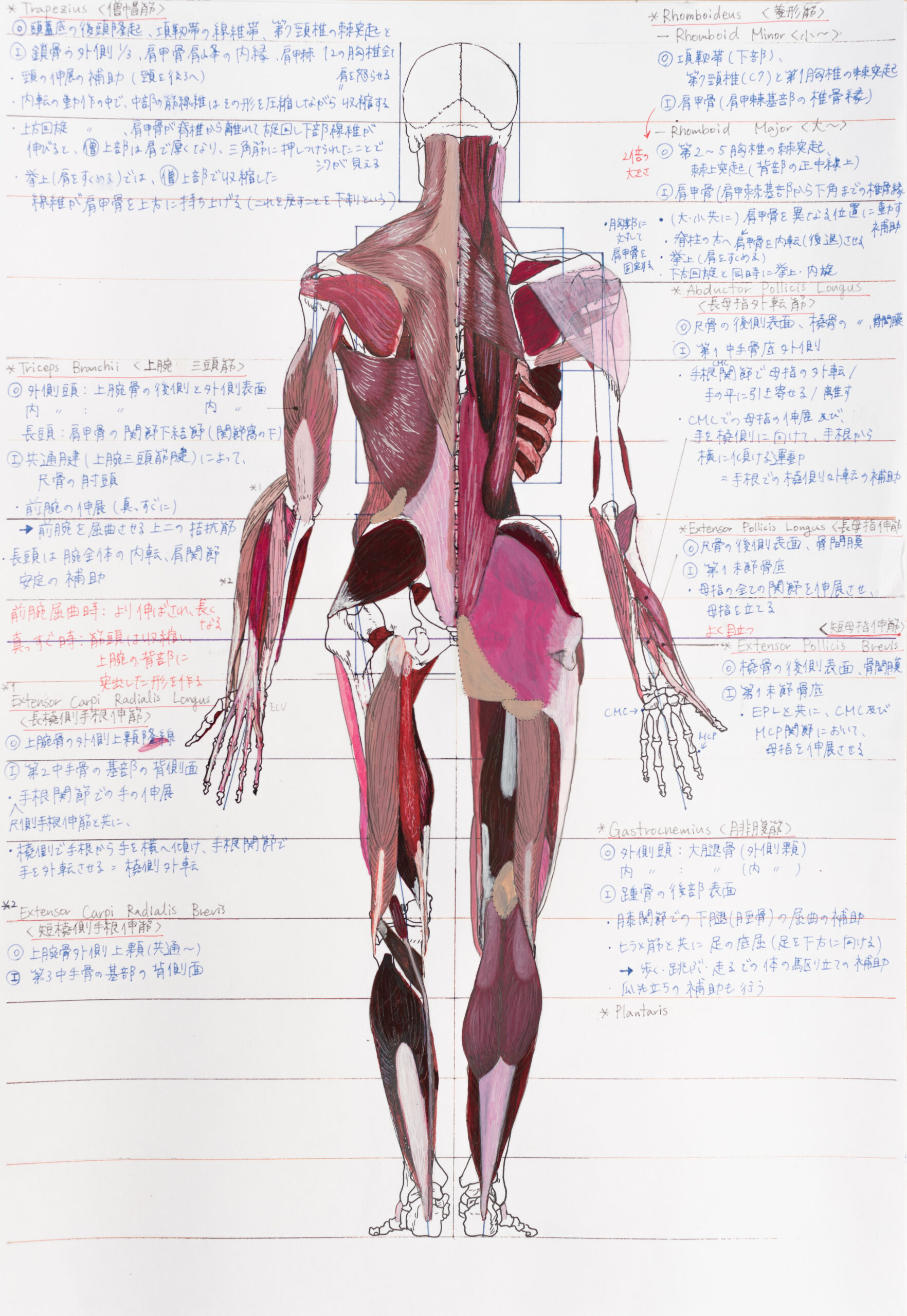 Anatomical Drawing – Students Work