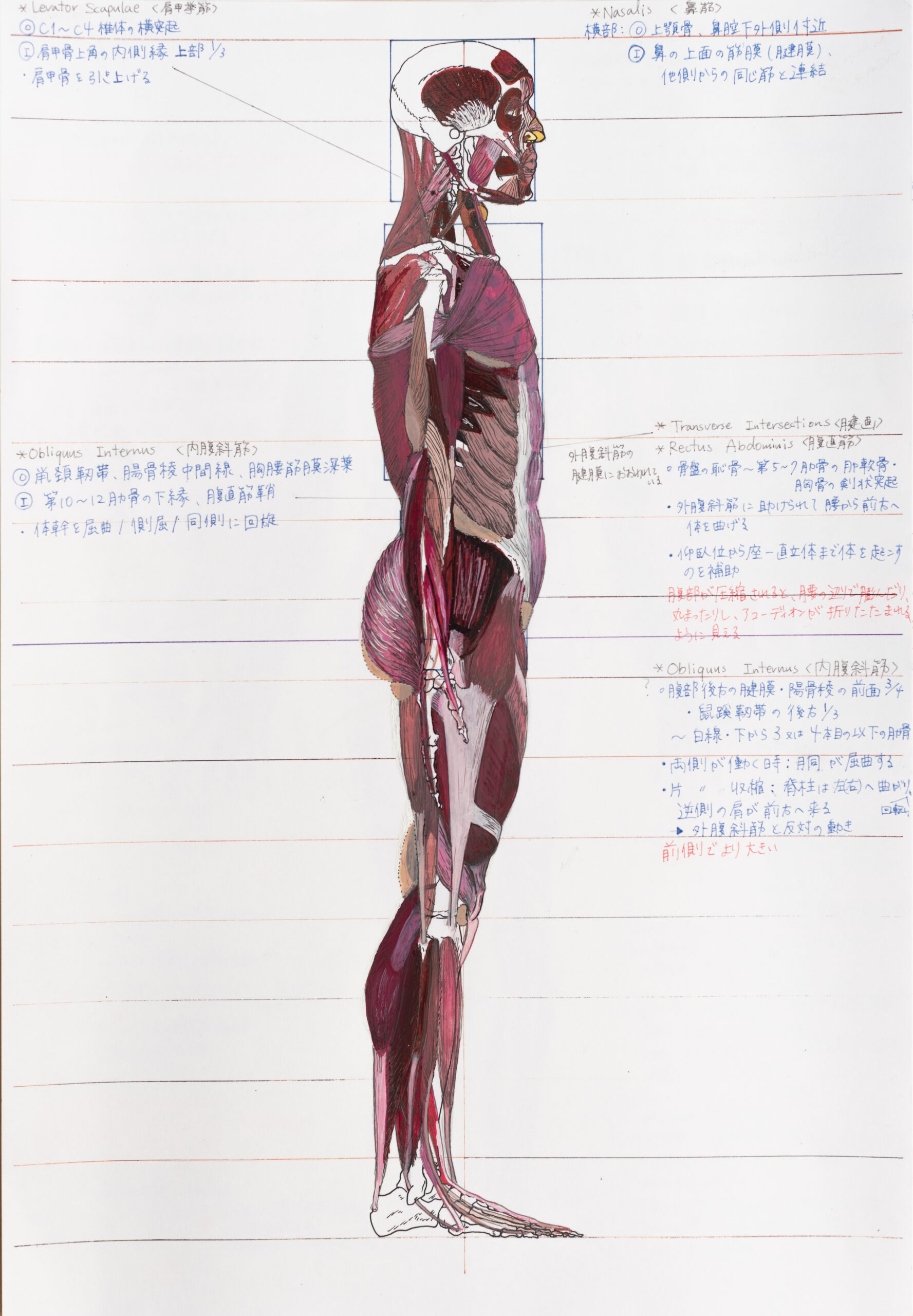 Anatomical Drawing – Students Work